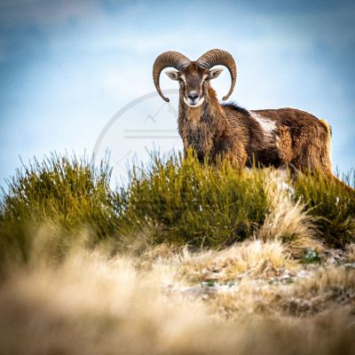 Mouflon du Sancy