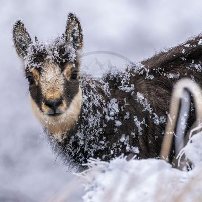 Jeune chamois sous la neige du Sancy à Super Besse